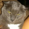 scott_semple